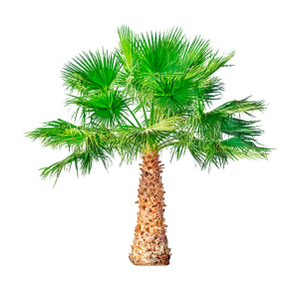 Saw Palmetto (Dwarf Palm) jest składnikiem TestoUltra