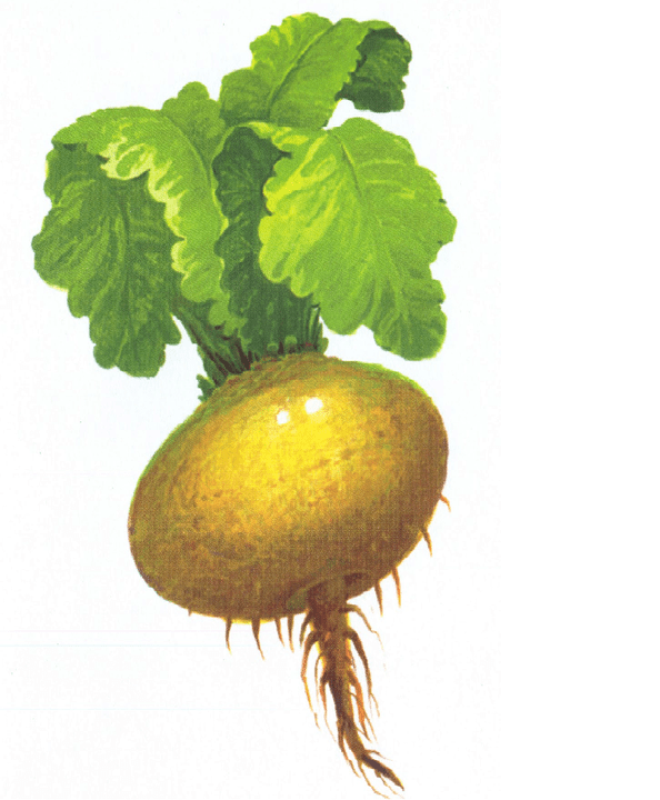 Rzepa, aby zwiększyć moc