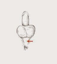 Mięśnie potencji i ich napięcie w celu zwiększenia potencji